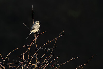 BUITEN BEELD Foto: 443036