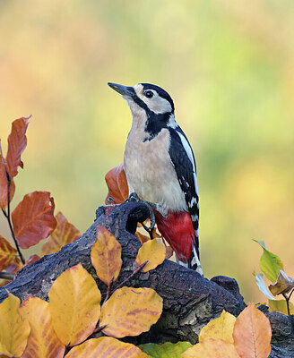 BUITEN BEELD Foto: 443046