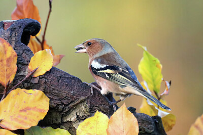 BUITEN BEELD Foto: 443047