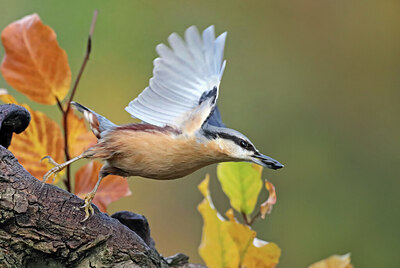 BUITEN BEELD Foto: 443050