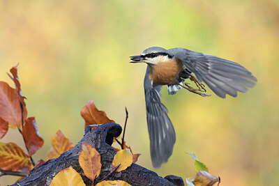 BUITEN BEELD Foto: 443051