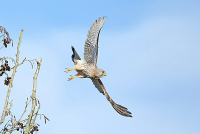BUITEN BEELD Foto: 443052