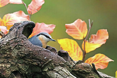 BUITEN BEELD Foto: 443054