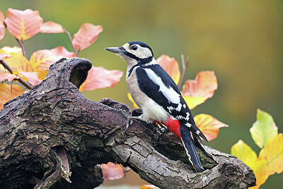 BUITEN BEELD Foto: 443059