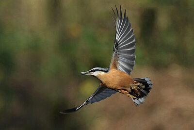 BUITEN BEELD Foto: 443065
