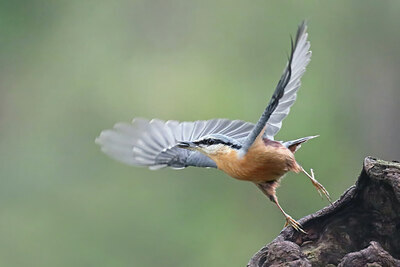 BUITEN BEELD Foto: 443068