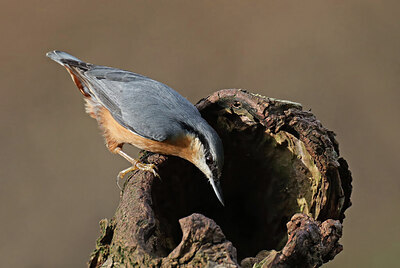 BUITEN BEELD Foto: 443070