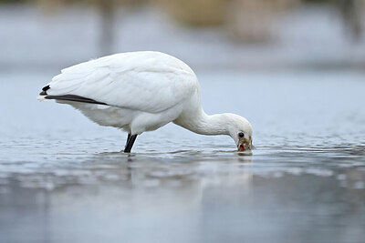 BUITEN BEELD Foto: 443073