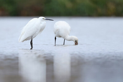 BUITEN BEELD Foto: 443074