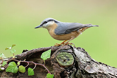 BUITEN BEELD Foto: 443078