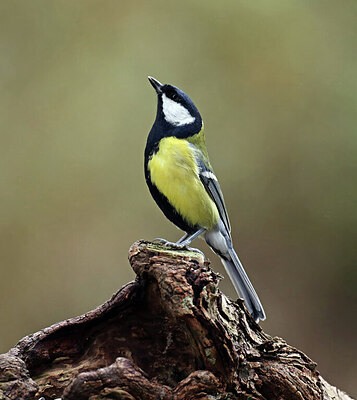 BUITEN BEELD Foto: 443080