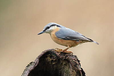 BUITEN BEELD Foto: 443082