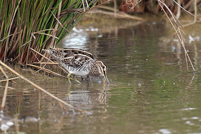 BUITEN BEELD Foto: 443083