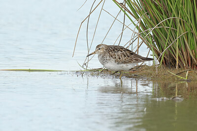 BUITEN BEELD Foto: 443084