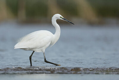 BUITEN BEELD Foto: 443085