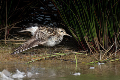 BUITEN BEELD Foto: 443088