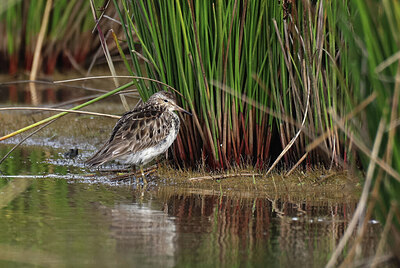 BUITEN BEELD Foto: 443089