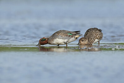 BUITEN BEELD Foto: 443091