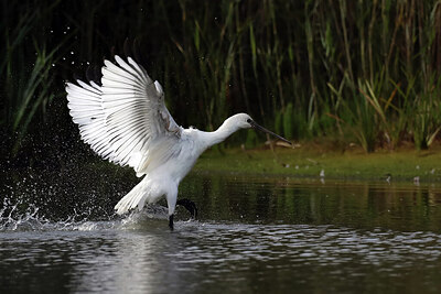 BUITEN BEELD Foto: 443093