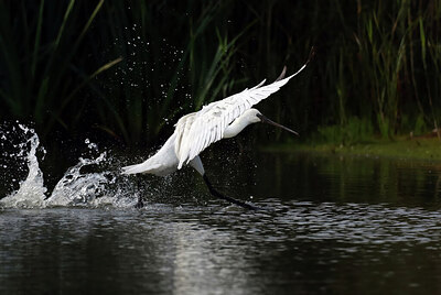 BUITEN BEELD Foto: 443094