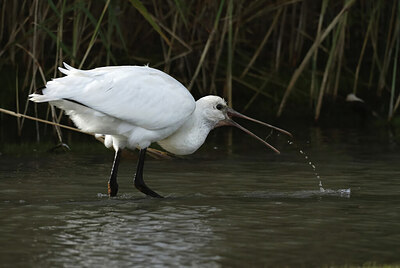 BUITEN BEELD Foto: 443097