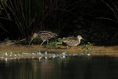 BUITEN BEELD Foto: 443101