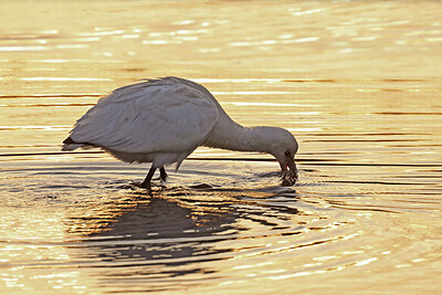 BUITEN BEELD Foto: 443105