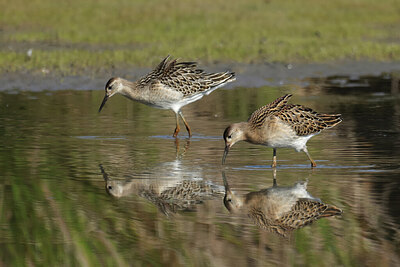 BUITEN BEELD Foto: 443106