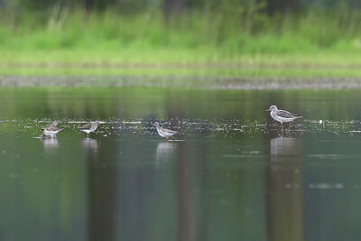 BUITEN BEELD Foto: 443109