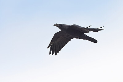 BUITEN BEELD Foto: 443130