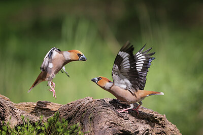 BUITEN BEELD Foto: 443134