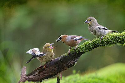 BUITEN BEELD Foto: 443135