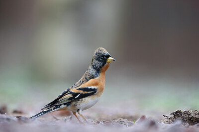 BUITEN BEELD Foto: 443139