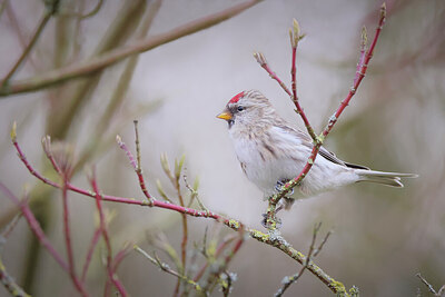 BUITEN BEELD Foto: 443144