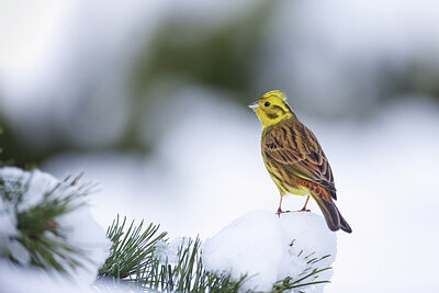 BUITEN BEELD Foto: 443146
