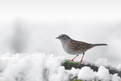 BUITEN BEELD Foto: 443148