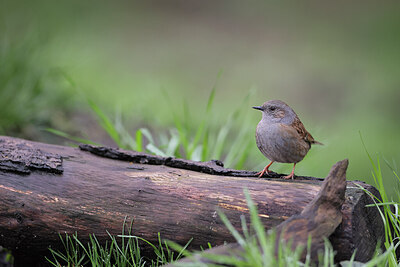 BUITEN BEELD Foto: 443149