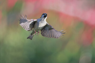 BUITEN BEELD Foto: 443150