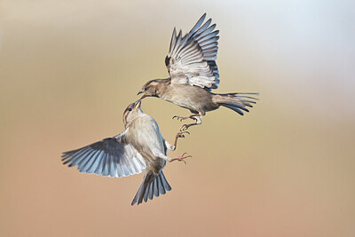 BUITEN BEELD Foto: 443151
