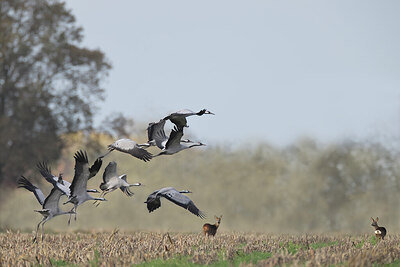 BUITEN BEELD Foto: 443163