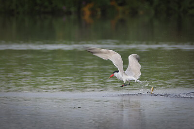 BUITEN BEELD Foto: 443164