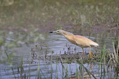 BUITEN BEELD Foto: 443171