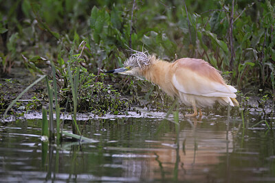 BUITEN BEELD Foto: 443173