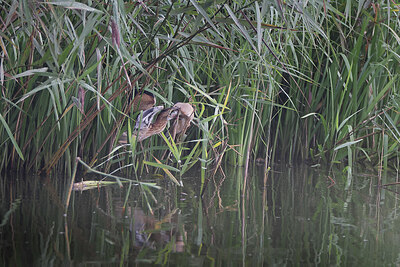 BUITEN BEELD Foto: 443174