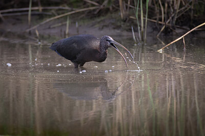 BUITEN BEELD Foto: 443175
