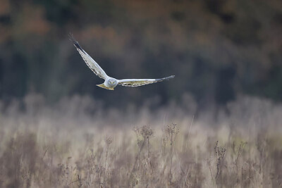 BUITEN BEELD Foto: 443178