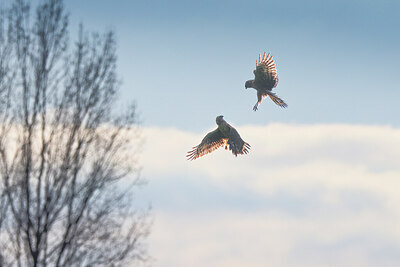 BUITEN BEELD Foto: 443179