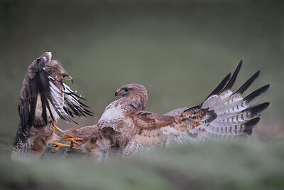 BUITEN BEELD Foto: 443181