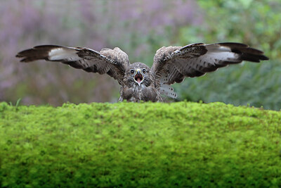 BUITEN BEELD Foto: 443182