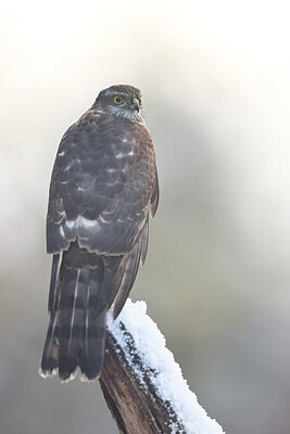 BUITEN BEELD Foto: 443185